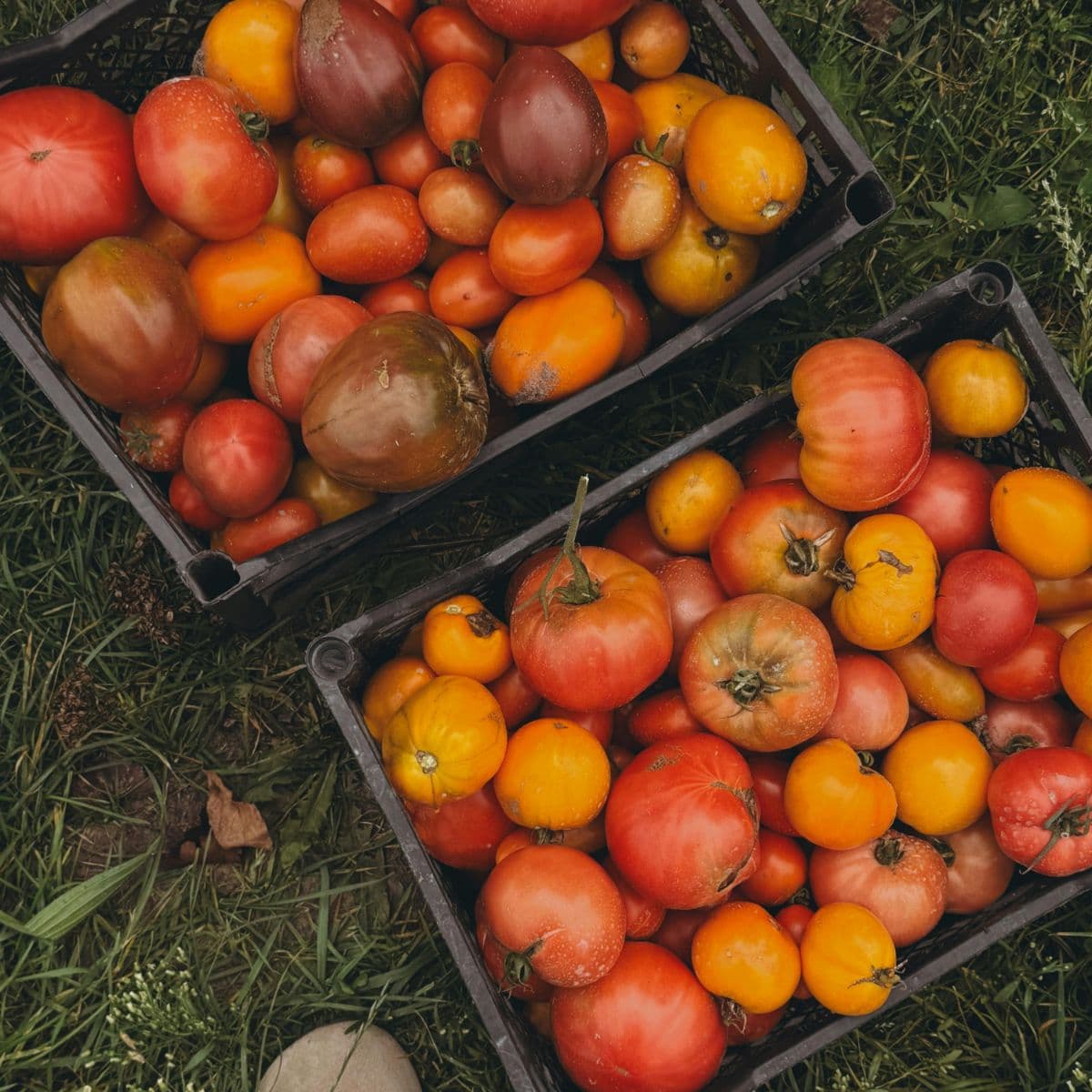 Sample Heirloom Tomatoes