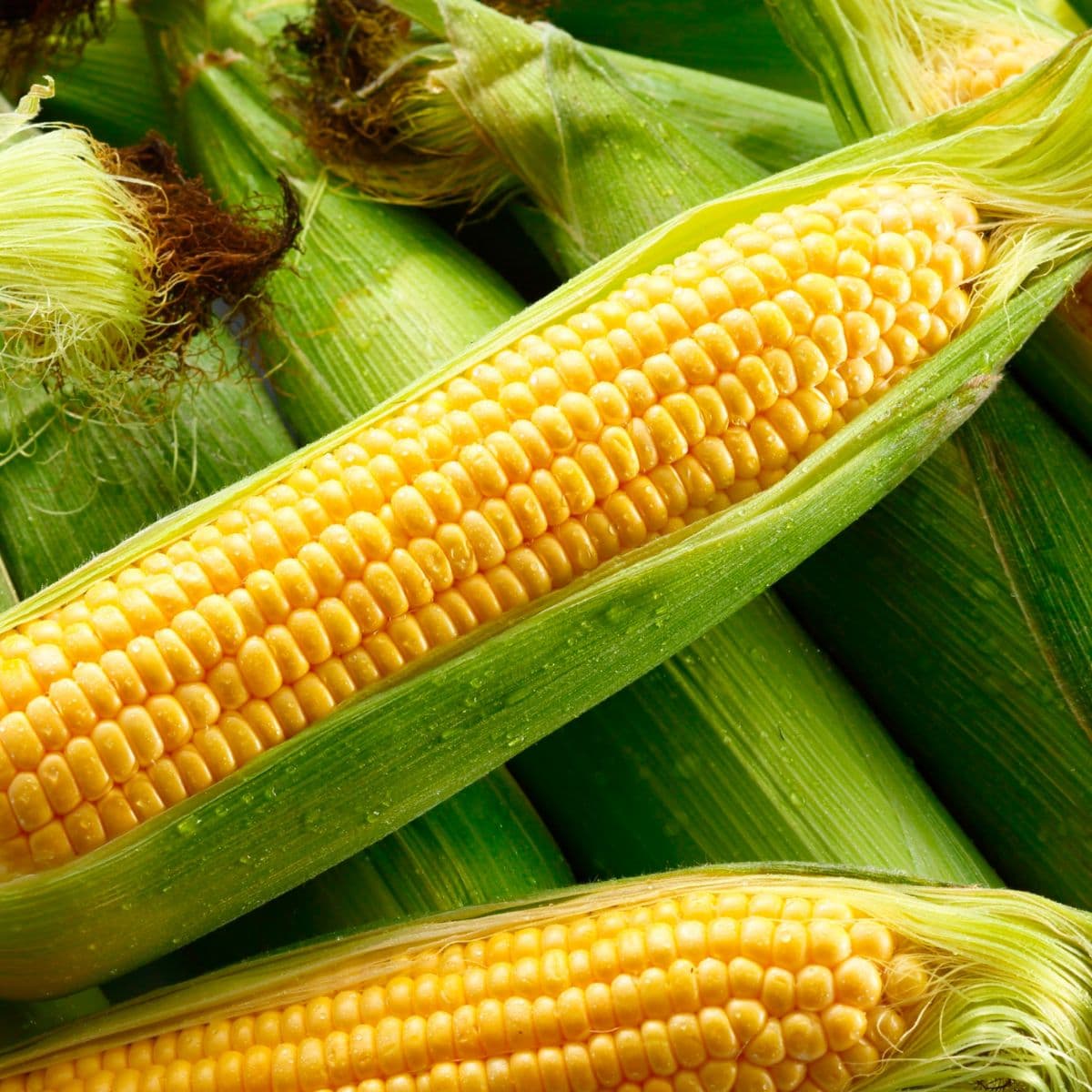 Sample Sweet Corn