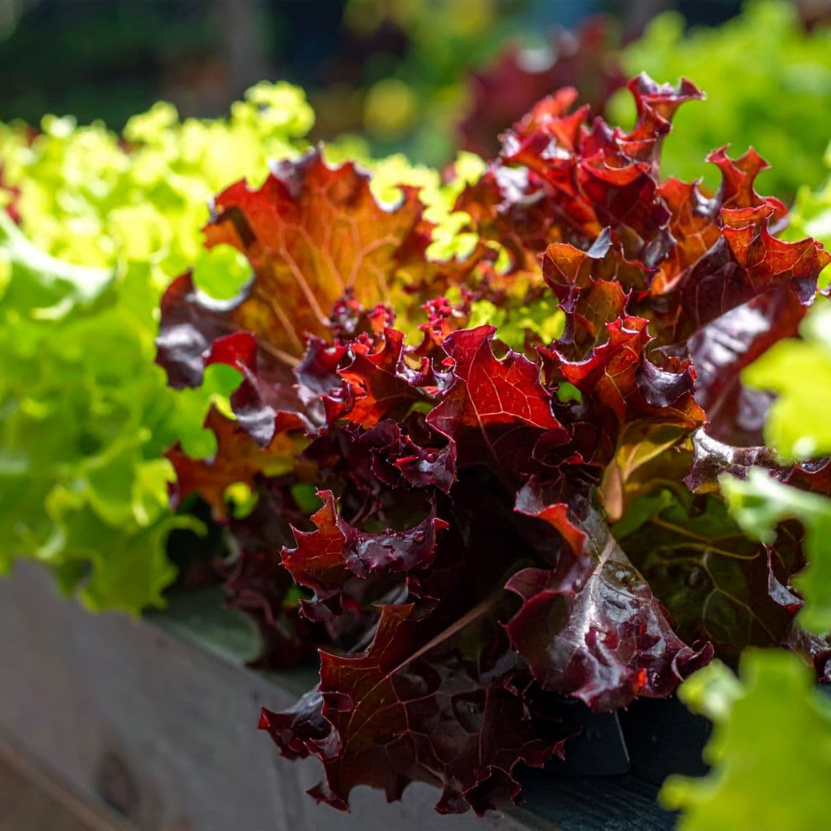 Sample Mixed Greens Bag