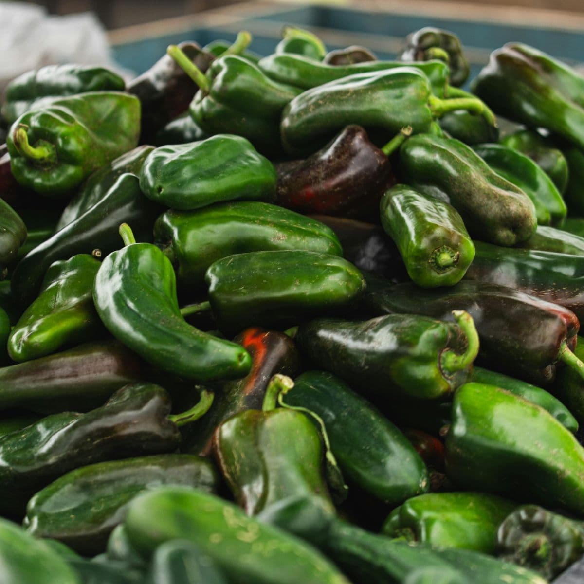 Sample Jalapeño Peppers