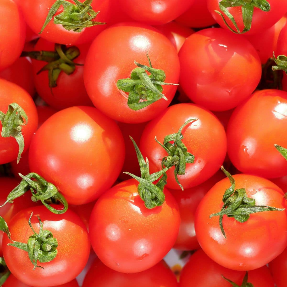Sample Cherry Tomato Pint