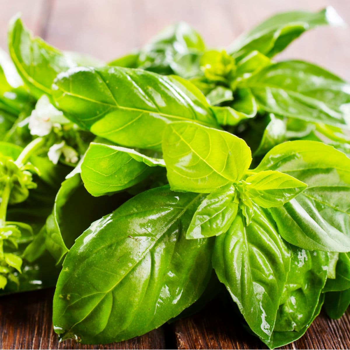Sample Fresh Basil Bunch