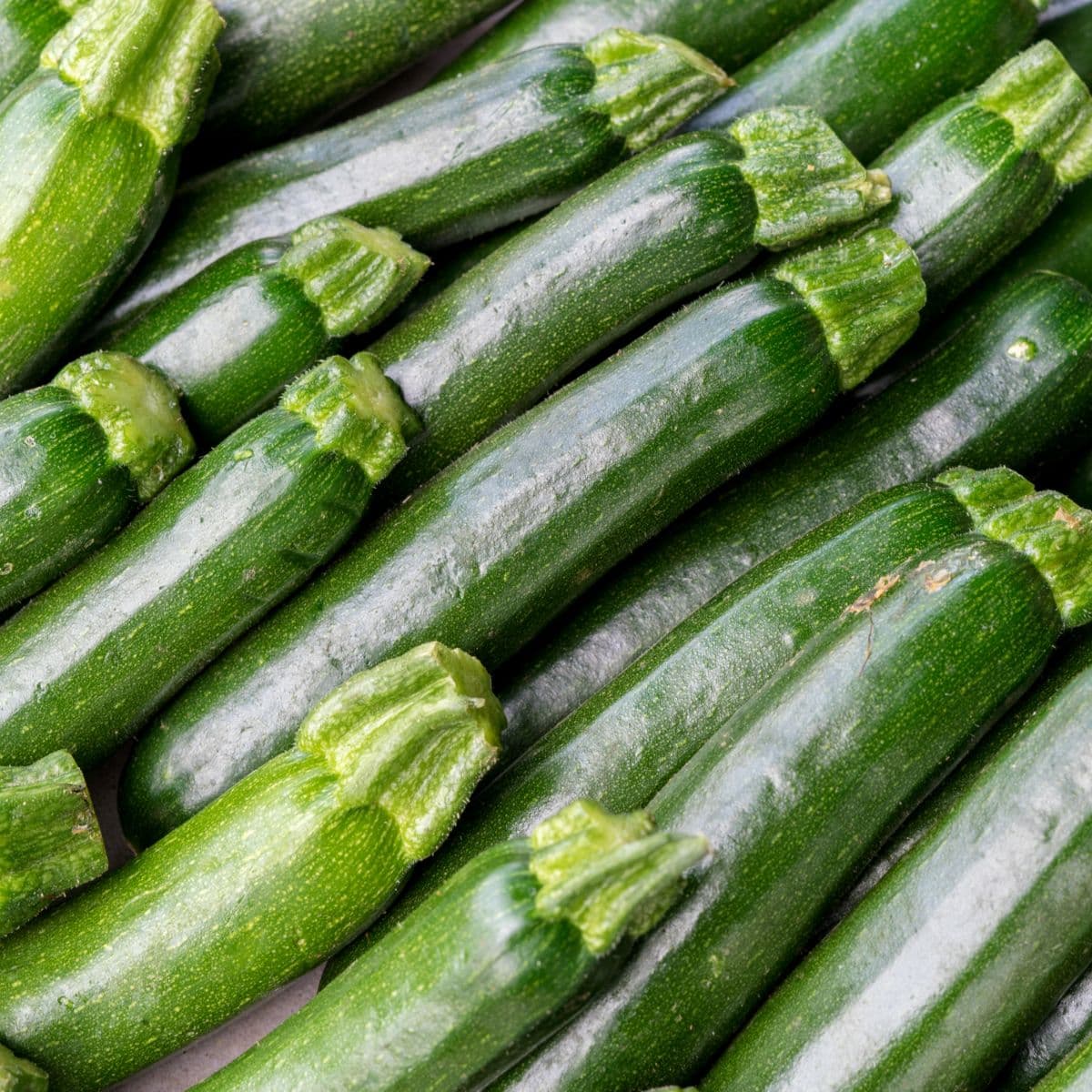 Sample Organic Zucchini