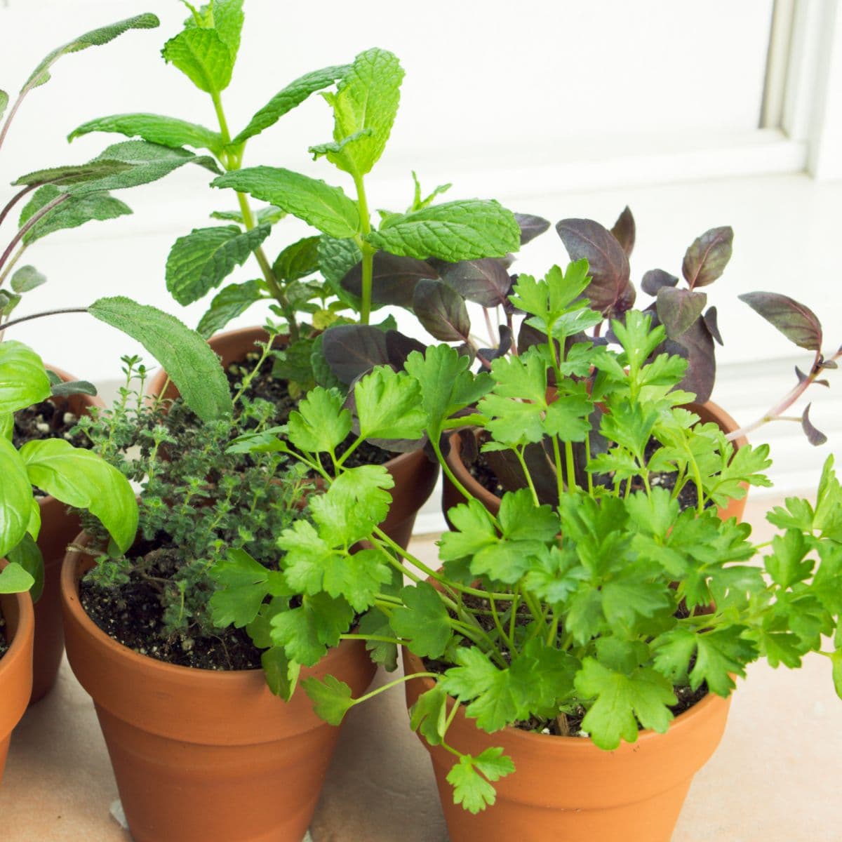 Sample Herb Starter Kit