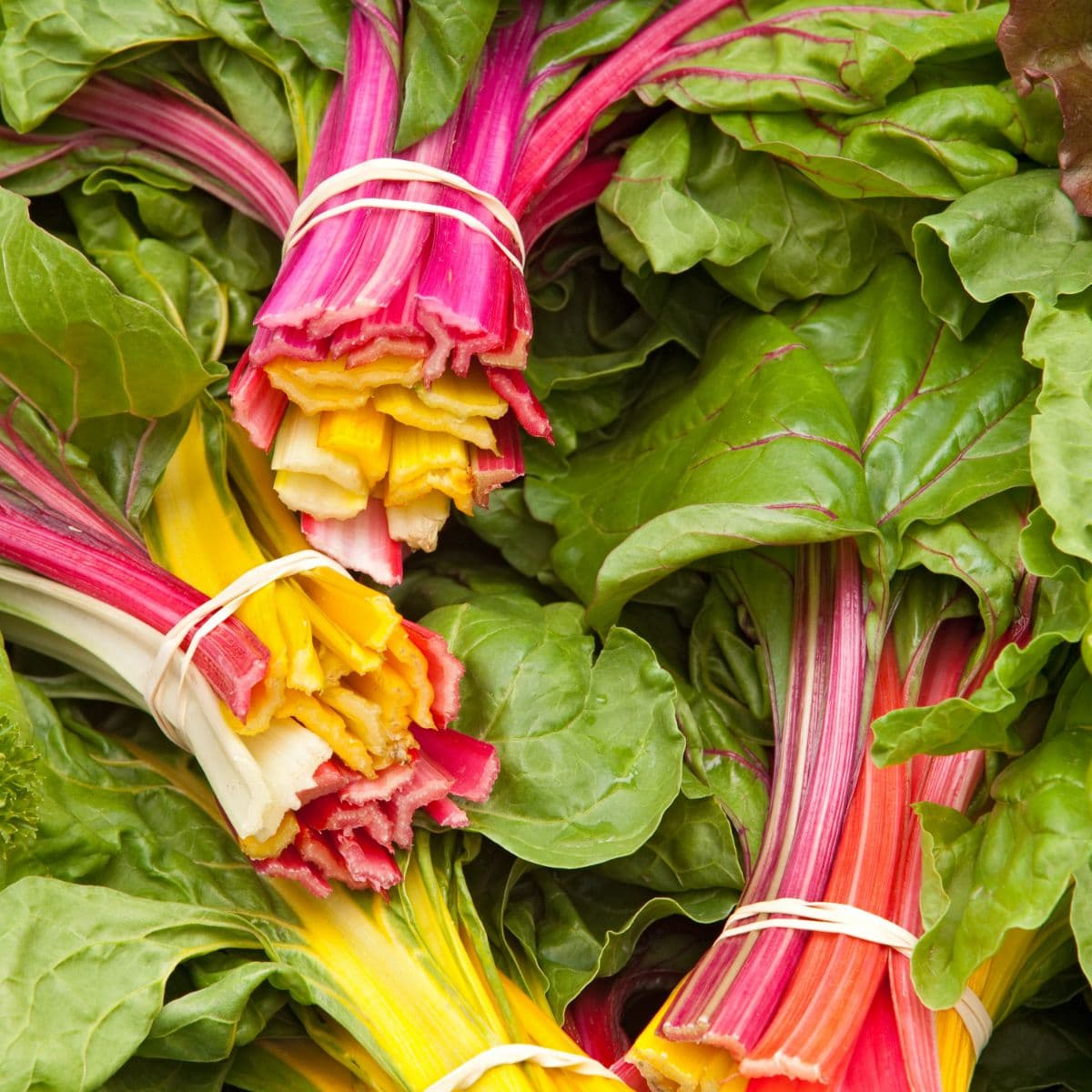 Sample Rainbow Chard Bunch
