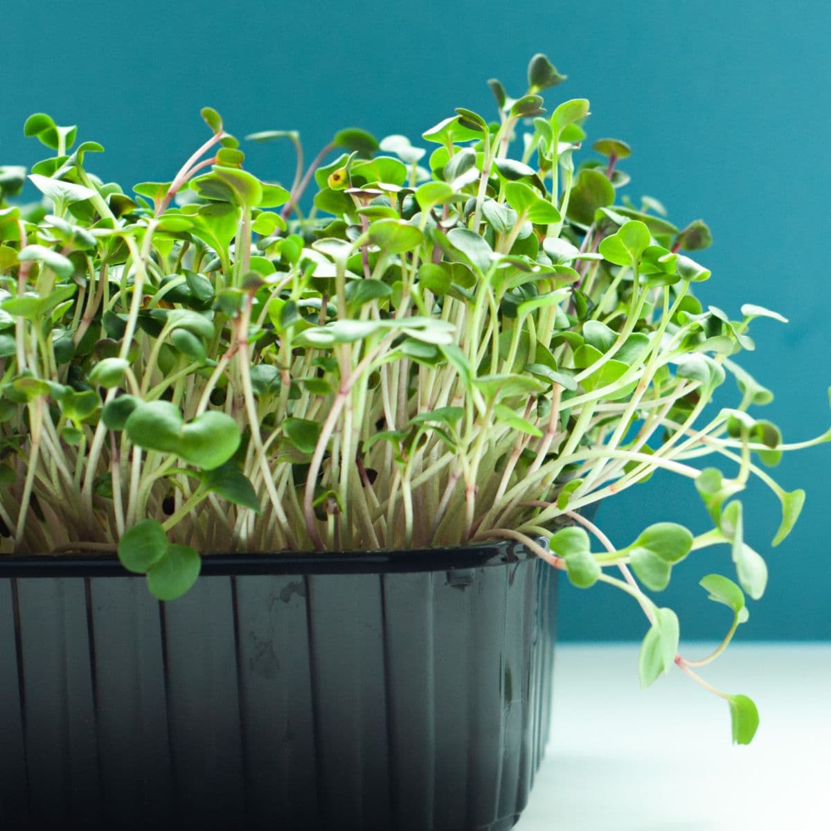 Sample Microgreens Tray