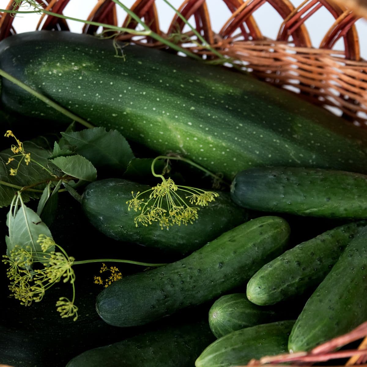 Sample Heirloom Cucumber Bag