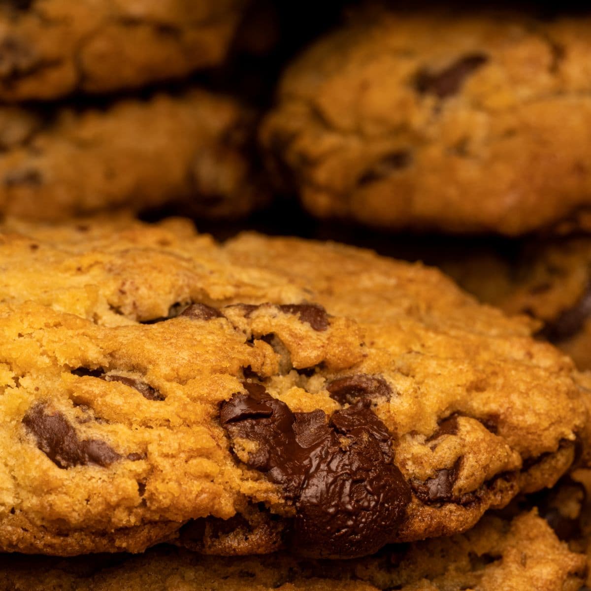Sample Chocolate Chip Cookies