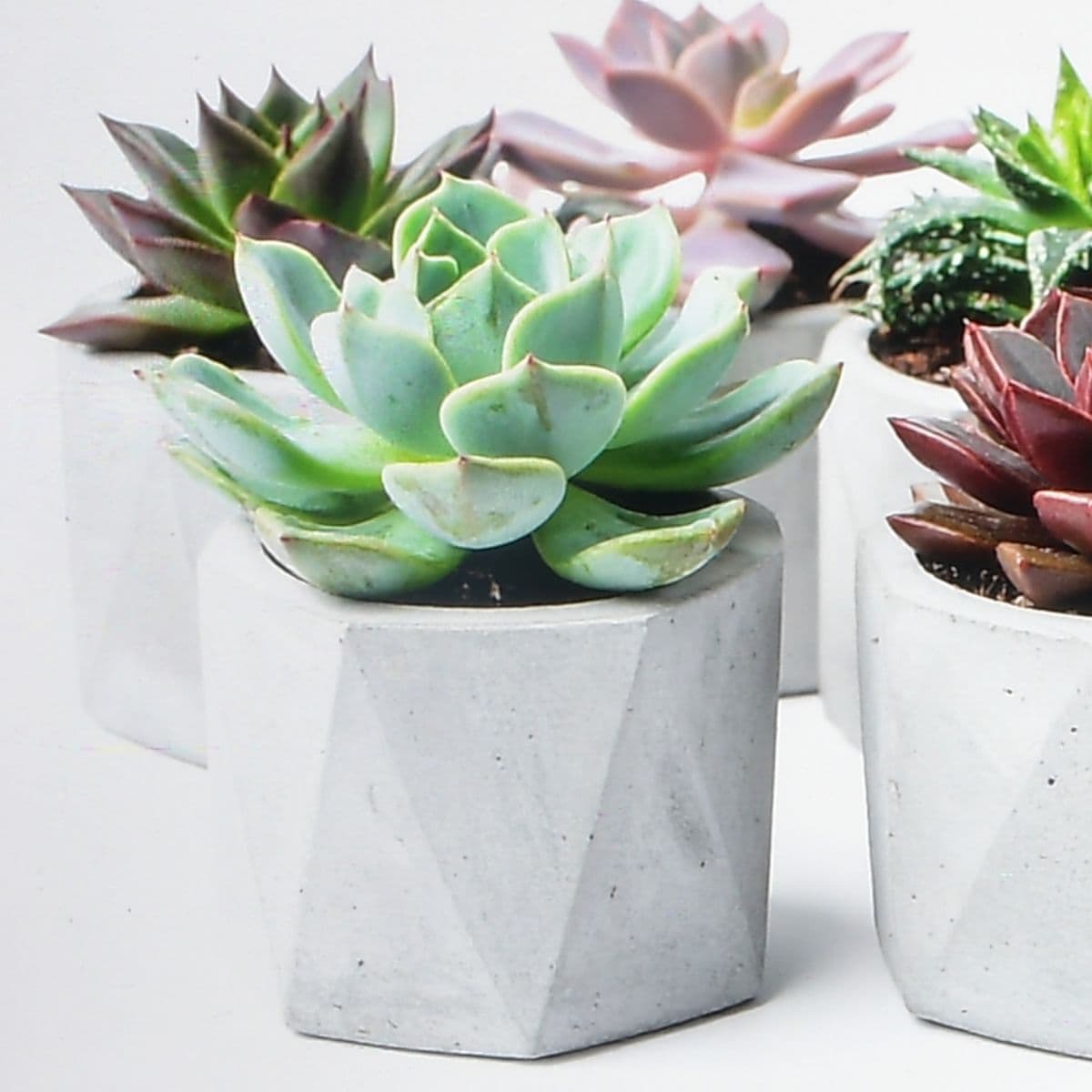 Sample Succulent Planter